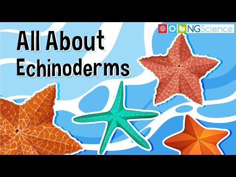 All About Echinoderms