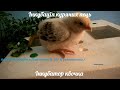 Інкубація курячих яєць /Инкубатор Квочка .Закладка курячих яєць /Як інкубувати курячі яйця .