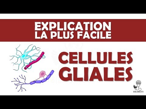 Vidéo: Les cellules gliales libèrent-elles des neurotransmetteurs ?