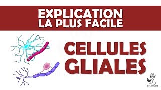 l'explication la plus facile - les Cellules Gliales