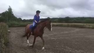 Bruno Flatwork Video - Showjumper for sale - Essex