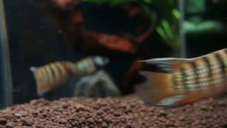 Ivanacara Adoketa 龍紋短鯛-1