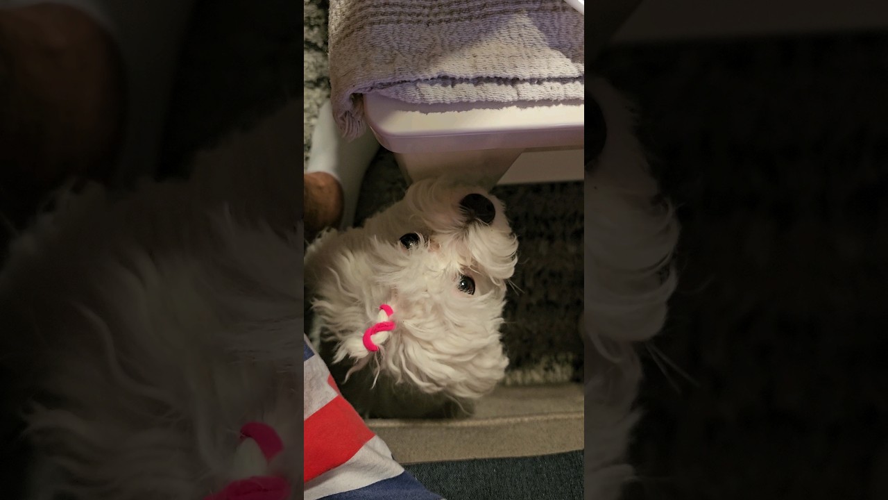 Maltese puppy hoping for some unplanned snack 