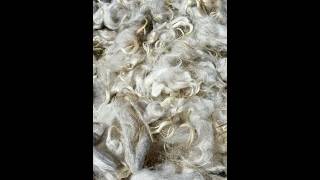 Scouring Navajo Churro Dual Coated Fleece