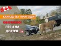 Як провести час в Канаді? Цікаві місця Торонто