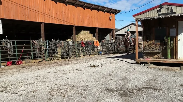 Sold 456 standardbred Mare 15H branded $900 plus $40 Coggins deadline 12/19/25 ￼