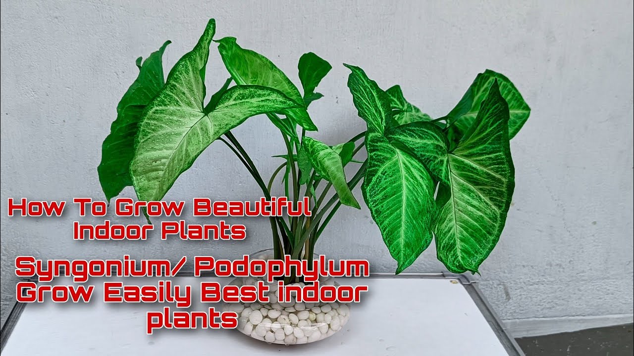 How To Grow Beautiful Indoor Plants Syngonium / podophylum grow