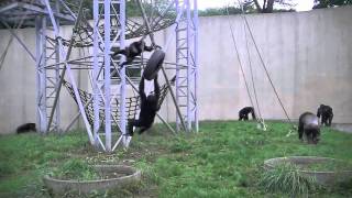 チンパンジーのジャンプ !~Chimpanzee Jump!