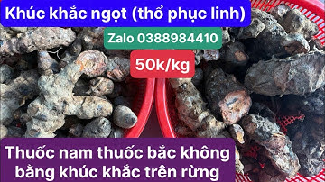 Tác dụng chữa bệnh của củ khúc khắc ngọt (thổ phục linh)￼ chữa đau xương khớp, đau dây thần kinh tọa
