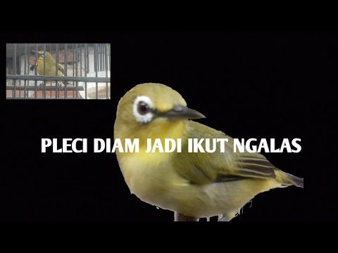 Suara Call Pleci Betina Pancingan Pleci Buka Paruh Dan Gacor Youtube
