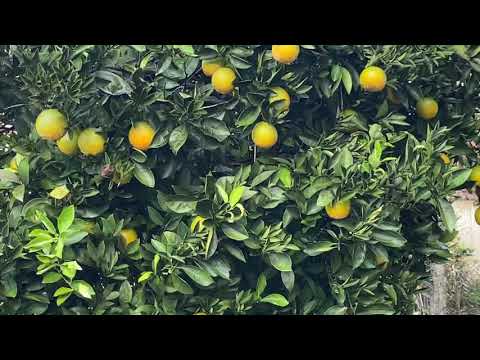 ციტრუსი