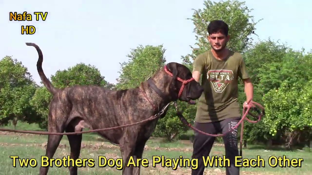 Two Brothers Dog Are Playing With Each Other Pakistani Bully Kutta 2023