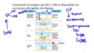 T cell Development