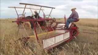 Massey Harris Wheat Binder In Action