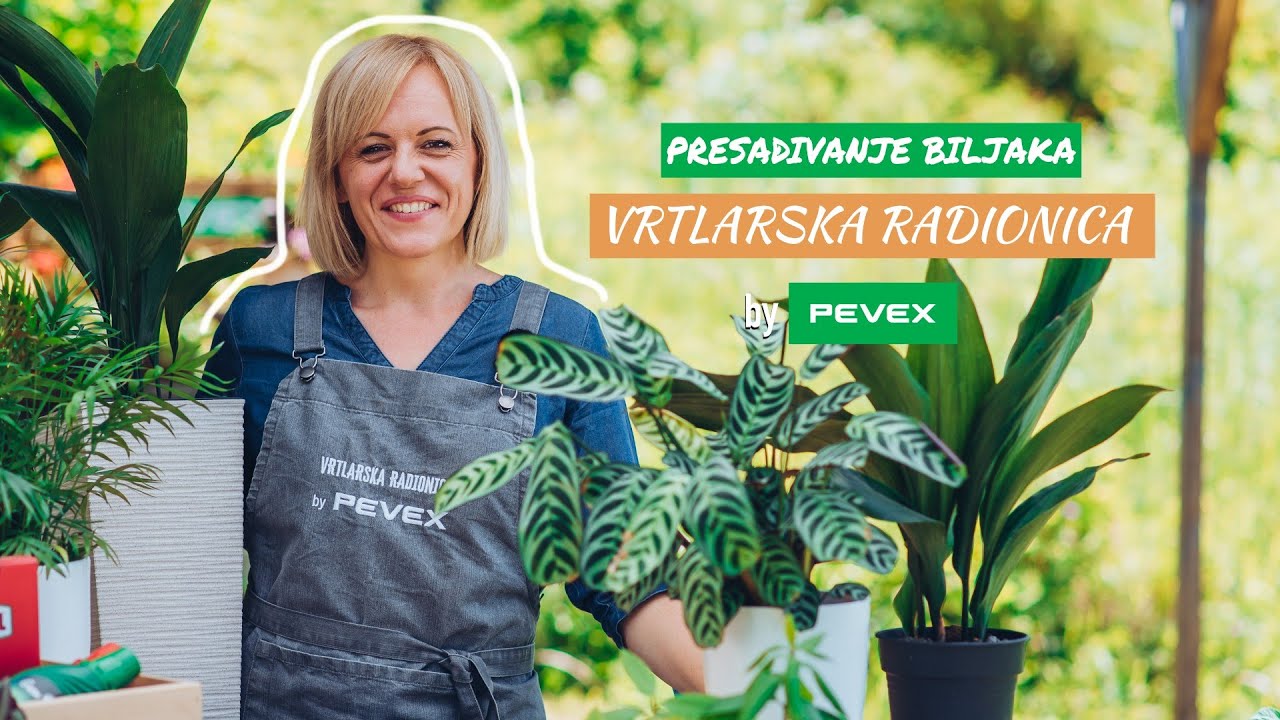 Presađivanje i njega sobnog bilja - Vrtlarska Radionica by Pevex
