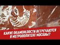 Какие окаменелости встречаются в метрополитене Москвы? - Хочу всё знать