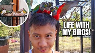 Life With Our Birds at the Farmhouse | Vlog #1706 by Mikey Bustos Vlogs 40,368 views 2 months ago 44 minutes