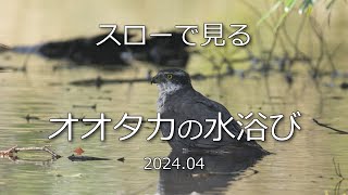 スローで見るオオタカの水浴び　2024.03