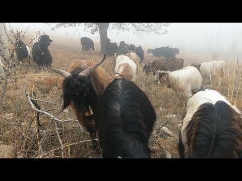 Keçili köyü keçi ve geven aşkı