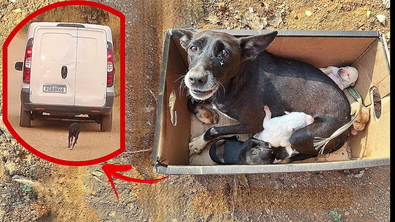 “Please don’t leave us”، Mama Dog ran after her owner and begged him ...