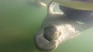 Manatee Hugs the Human || ViralHog
