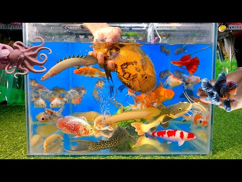 Video Video tổng hợp cá cảnh đẹp, cá khủng long mắt đỏ, tai... - youtube