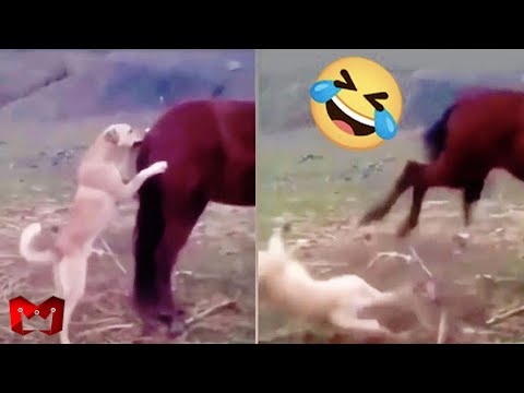 Video: Anjing Binatang Kegemaran Pemilik Kuda