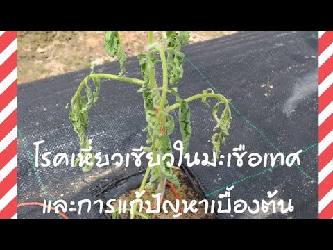 วีดีโอ: แนวคิดของการตัดสินใจของฝ่ายบริหารและการจัดประเภทบางส่วน