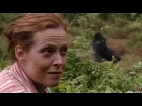Video: Sigourney Weaver viziton miqtë e saj gorilla