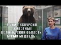 Вологодский музей онлайн / Мини-экскурсия «Животные Вологодской области. Бурый медведь»