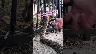Intense and dangerous rattlesnake rescue ☠️