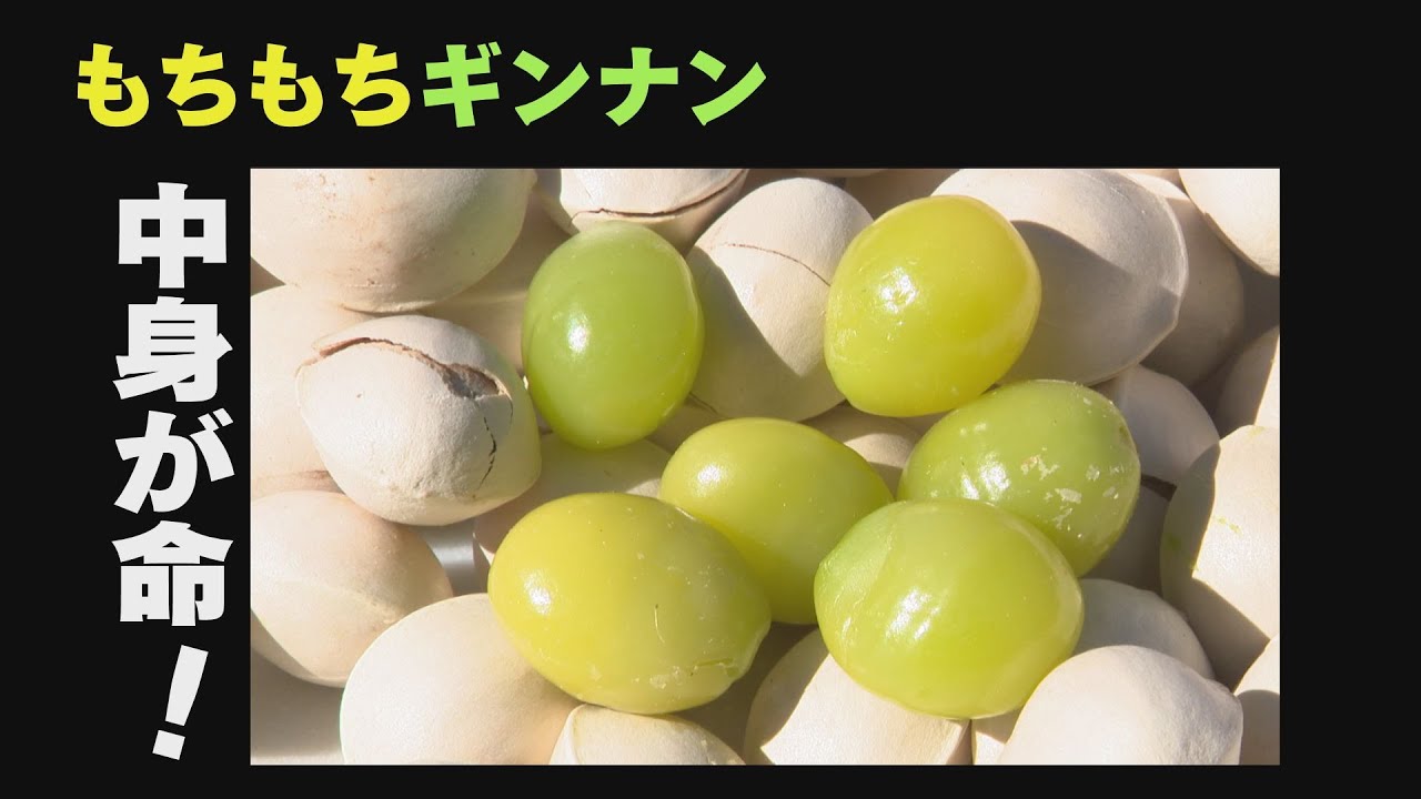 果肉は臭いが実は美味 ぎんなん あきらの路ゆけば人情街道 File30 能登町銀杏編 21年10月29日放送 Youtube