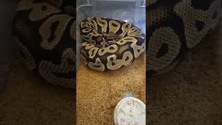 After the Meal 🔥🐍 Orange Dream Pastel Chocolate Looking Full!