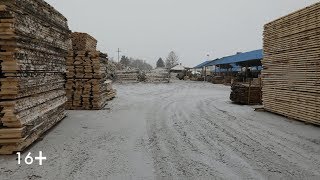 Томский лес. «Зелёное золото» на экспорт