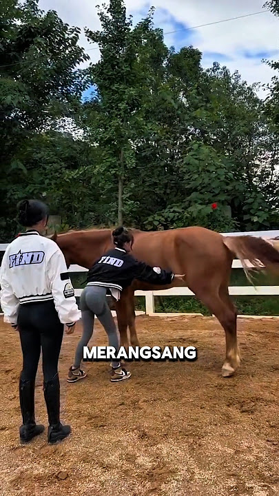 Wanita Ini Mencoba Melatih Kuda, Endingnya di Luar Dugaan! #halmenarik
