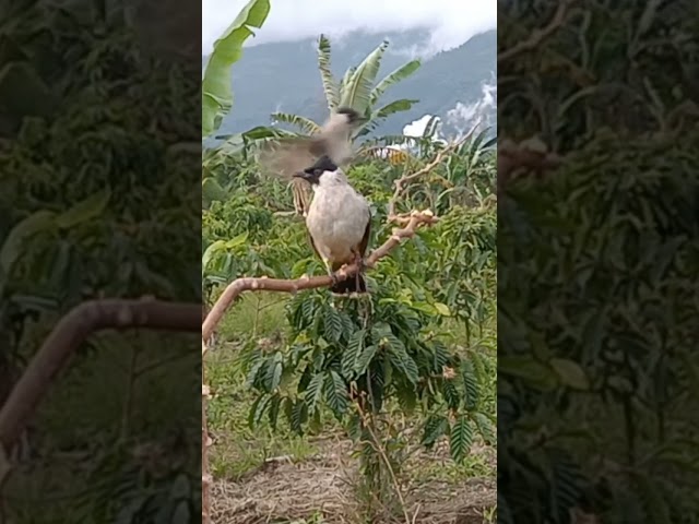 Pikat kutilang marharotak class=