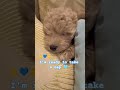 #fluffypuppy #maltipoolove #poochonpuppy