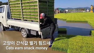 Plant rice and buy treats for the cats  모내기해서 고양이들 간식사주기