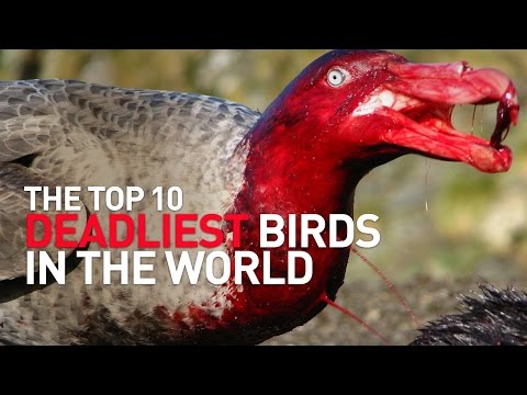 Top 10 Deadliest Birds in the World