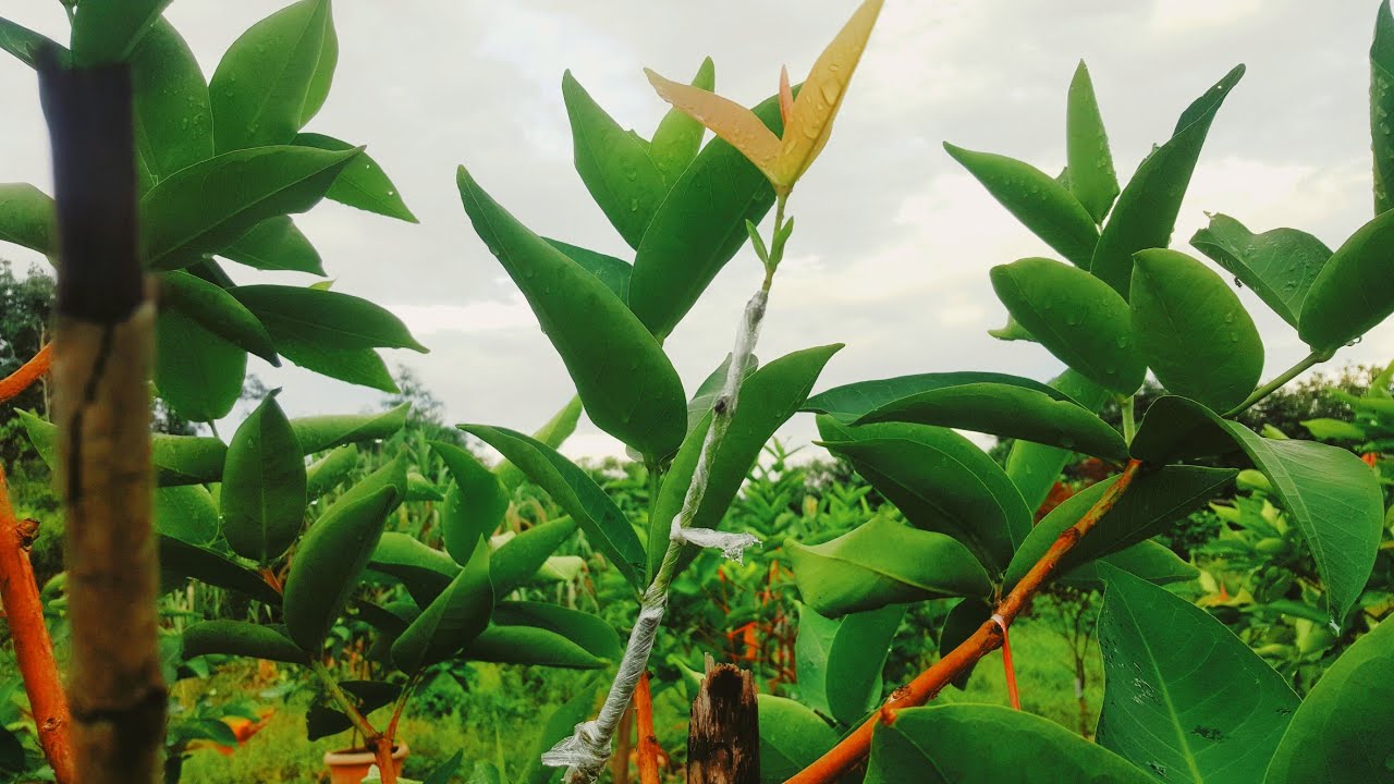 CARA SAMBUNG PUCUK DAN SAMBUNG SISIP POKOK JAMBU MADU.