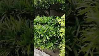 Japanese Yew Plant #Shorts