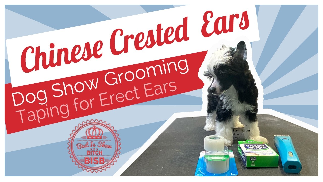Груминг для выставок собак: как придать китайскому хохлатому псу стоячие уши | Безопасная техника...