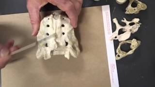 Giggleman DAA Lab Video Vertebrae, Sternum, Ribs, Appendicular Skeleton