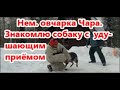 Удушающий приём для немецкой овчарки.  Кинбой.  Защита хозяина