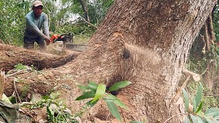 Amazing skills‼ Cut down dangerous ancient trembesi tree.