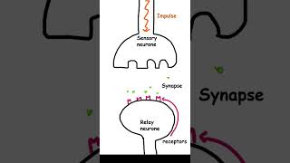 The synapse Biology GCSE Biology paper 2 pass your exams @letsgettothemarks