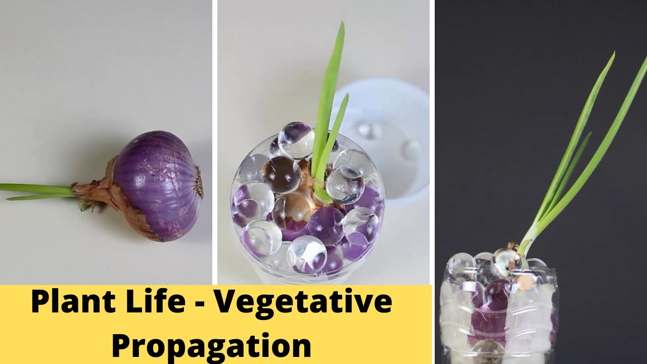 Plant Life Vegetative Propagation Thinktac Youtube