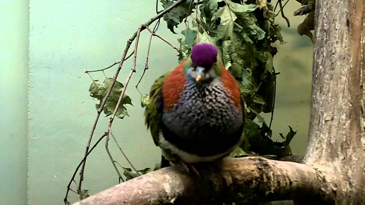 Prachtvruchtenduif Burgers' Zoo