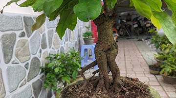 (4/7) BÁN MAI CÚC TƯ LONG, GIẢO TỰ XOẮN GIÁ RẺ 0902074660