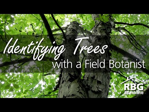 Video: Atraktivní kůra na stromech – informace o okrasných stromech se zajímavou kůrou